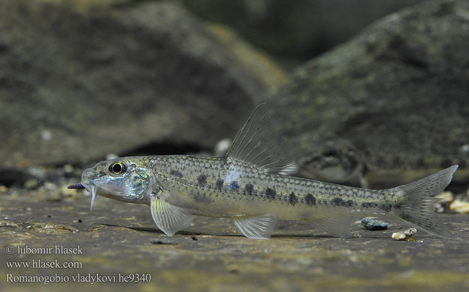 Romanogobio vladykovi Porcuşor şes Danube whitefin gudgeon Hrouzek Vladykovův Donau-WeißflossengründlingKiełb Władykowa Дунайский белопёрый пескарь