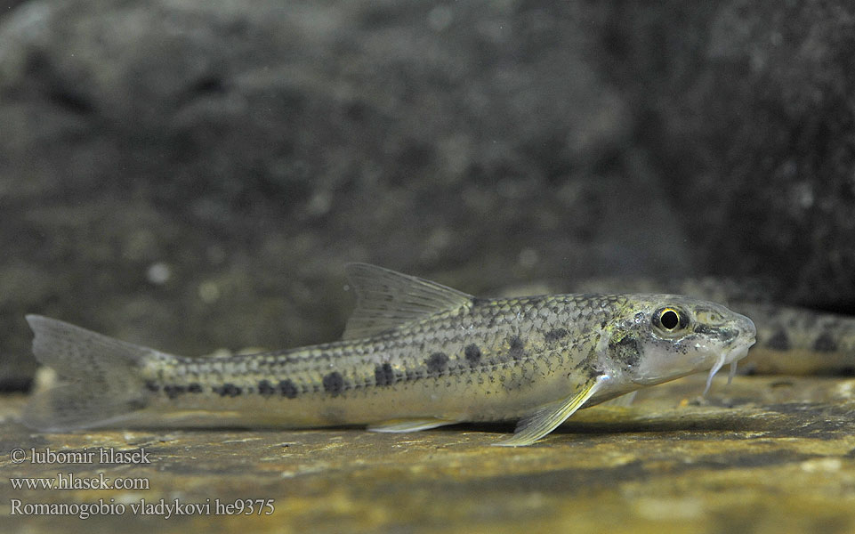 Romanogobio vladykovi Hrouzek Vladykovův Donau-WeißflossengründlingKiełb Władykowa Дунайский белопёрый пескарь Porcuşor şes Danube whitefin gudgeon