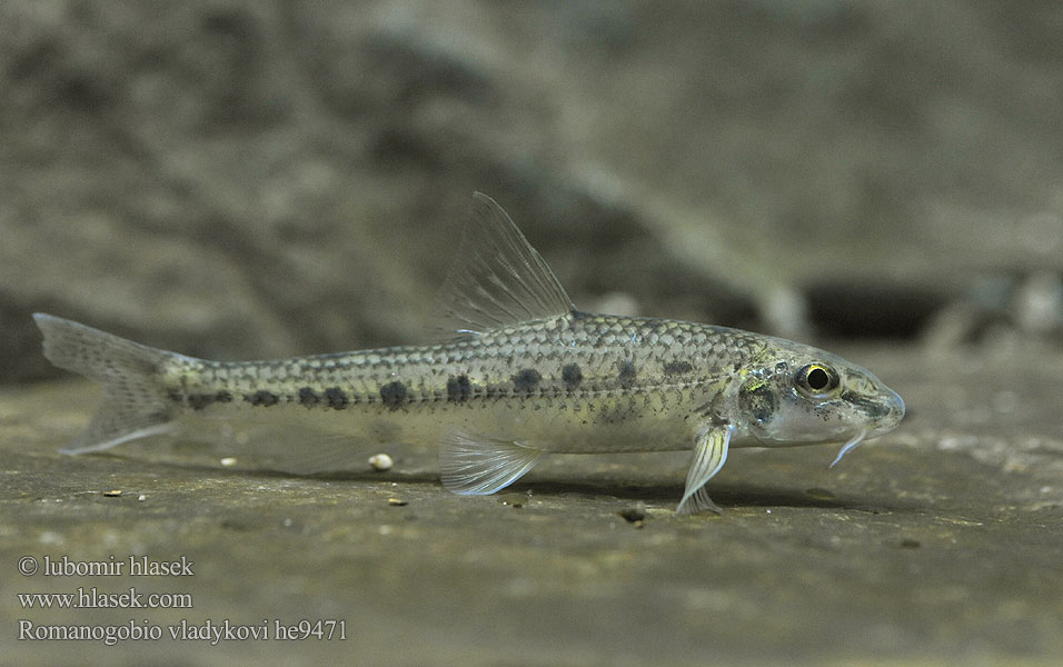 Romanogobio vladykovi Donau-WeißflossengründlingKiełb Władykowa Дунайский белопёрый пескарь Porcuşor şes Danube whitefin gudgeon Hrouzek Vladykovův