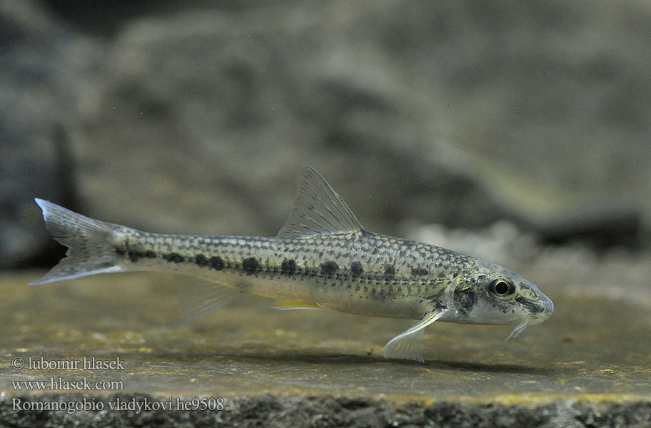 Romanogobio vladykovi Donau-Weißflossengründling Kiełb Władykowa Дунайский белопёрый пескарь Porcuşor şes Danube whitefin gudgeon Hrouzek Vladykovův