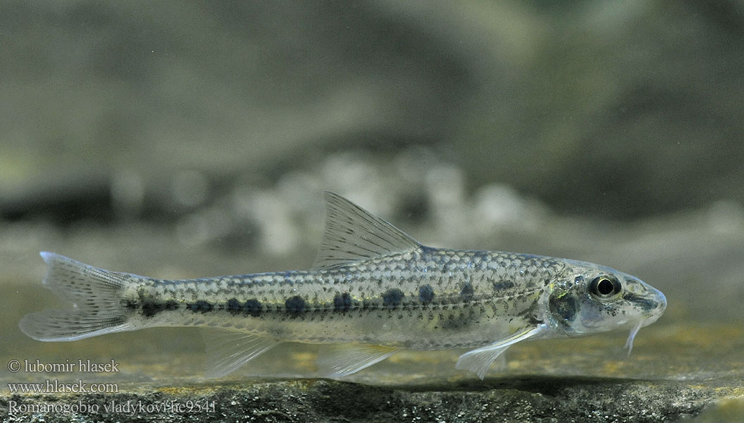 Romanogobio vladykovi Kiełb Władykowa Дунайский белопёрый пескарь Porcuşor şes Danube whitefin gudgeon Hrouzek Vladykovův Donau-Weißflossengründling