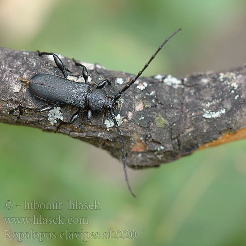 Ropalopus clavipes Rhopalopus nigroplanus Callidium Großer Ahornbock