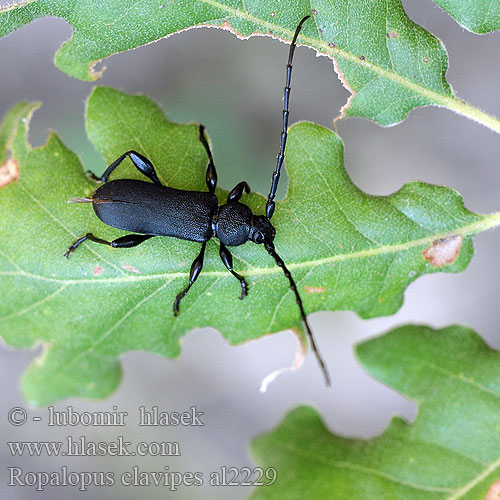 Rhopalopus nigroplanus Callidium Großer Ahornbock Ropalopus clavipes