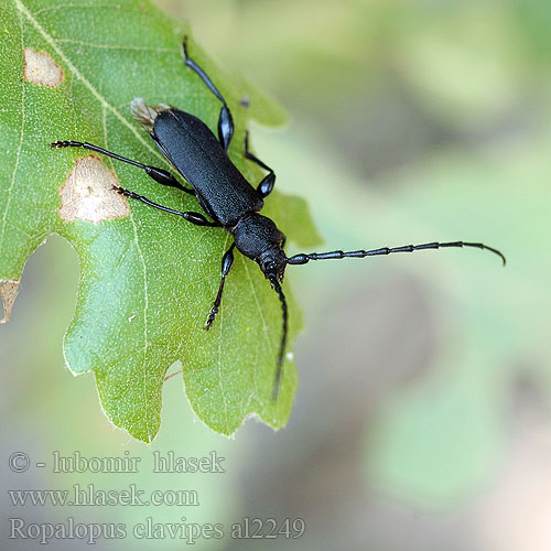 Großer Ahornbock Ropalopus clavipes Rhopalopus nigroplanus Callidium