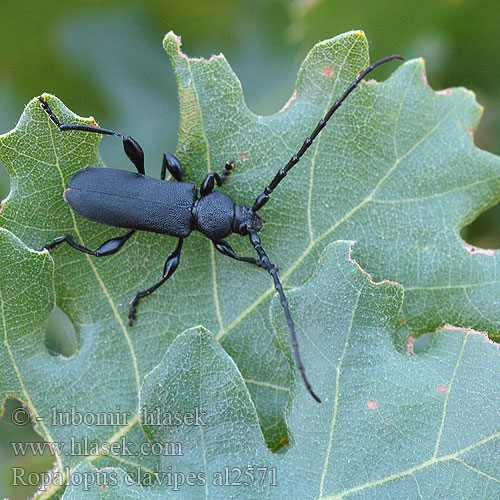 Rhopalopus clavipes Ropalopus nigroplanus Callidium Großer Ahornbock