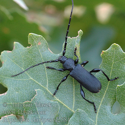 Callidium clavipes Ropalopus Rhopalopus nigroplanus Großer Ahornbock