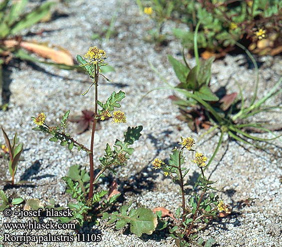 Rorippa palustris Rukev bahenní bažinná Gemeine Sumpfkresse Marsh Yellowcress