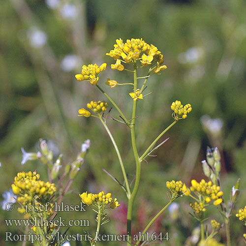 Rorippa sylvestris kerneri ah1644