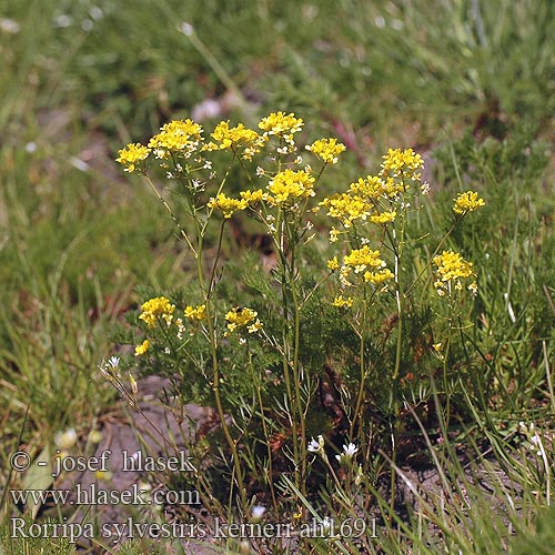 Rorippa sylvestris kerneri ah1691