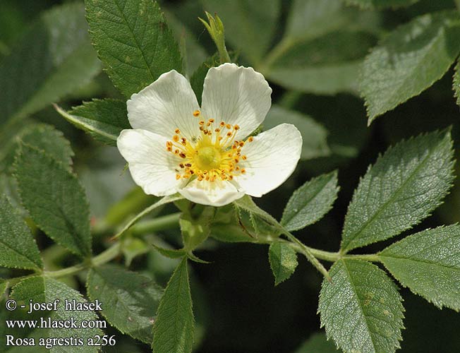 Rosa agrestis