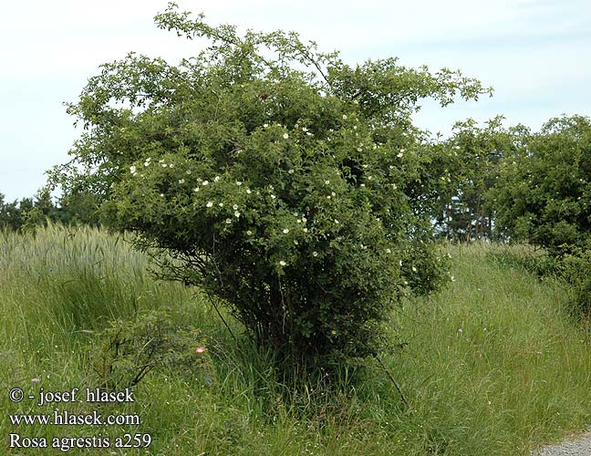 Rosa agrestis