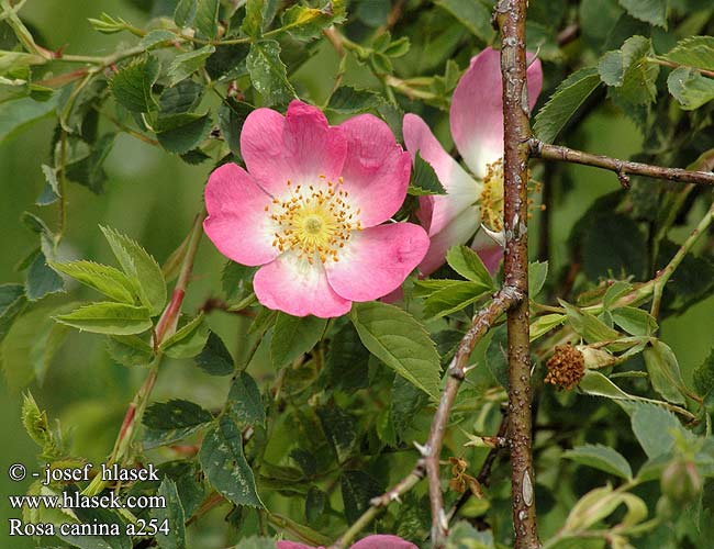 Rosa canina Hunds-Rose Hunde-Rose Dog Rose Églantier Vadrózsa Hondsroo