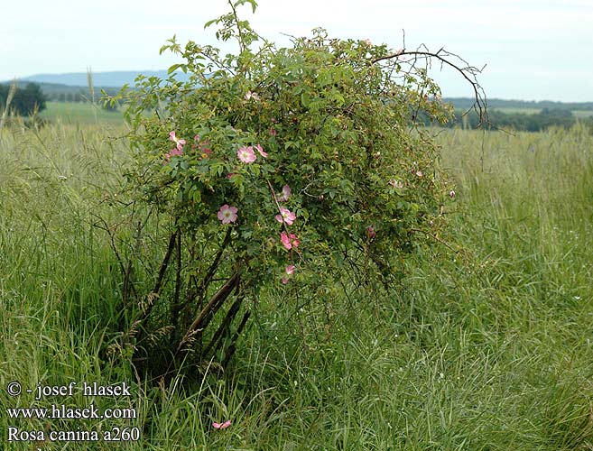 Róża dzika Măceş Stenros Růže šípková Rose Dog ruža šípová Rosal silvestre