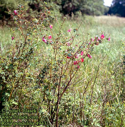 Rosa pendulina alpina Gebirgs-Rose Rose Alpes Róża alpejska