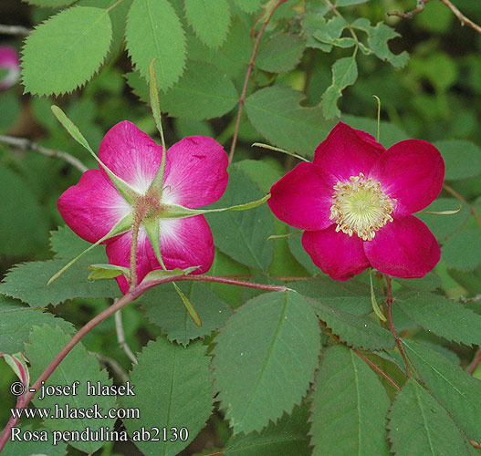 Alpine rose Mountain Havasalji rózsa Růže alpská převislá