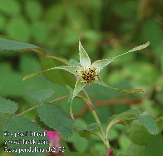 Gebirgs-Rose Rose Alpes Róża alpejska Alpine rose