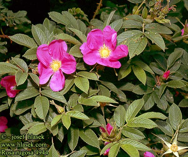 Rosa rugosa