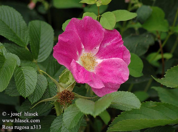 Rosa rugosa