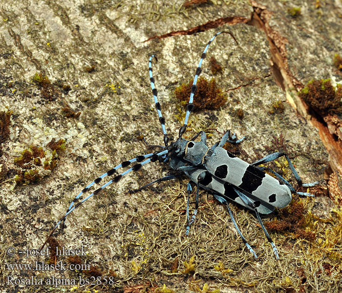 Rosalia alpina Rosalie Alpes