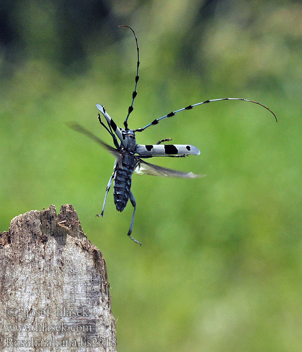 Rosalia alpina Alpenboktor