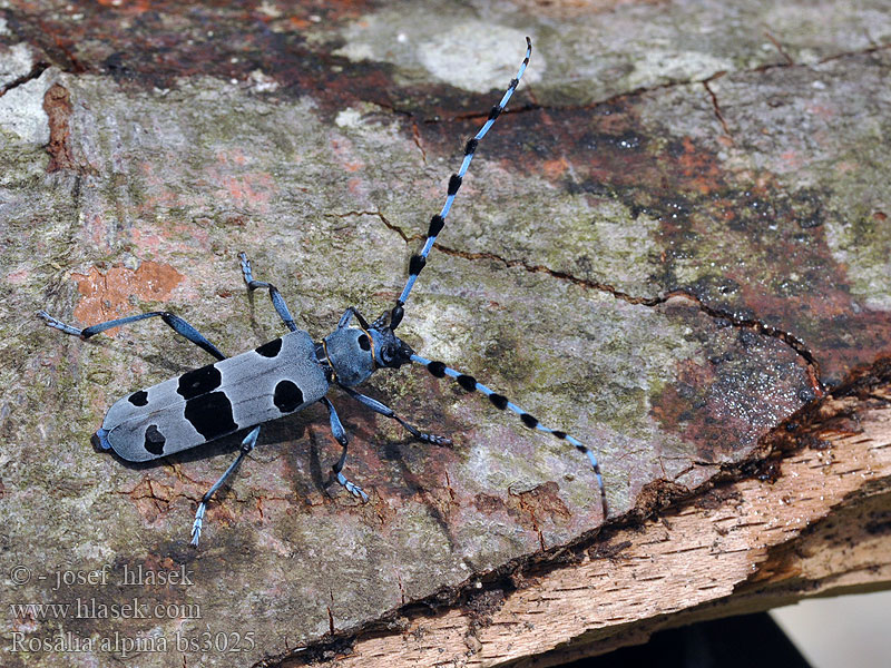 Rosalia alpina Nadobnica alpejska