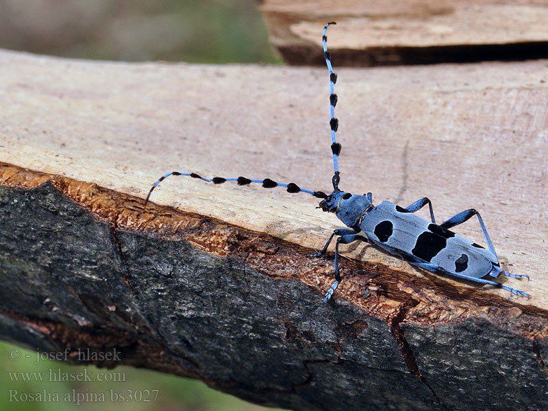 Rosalia alpina Альпийский усач