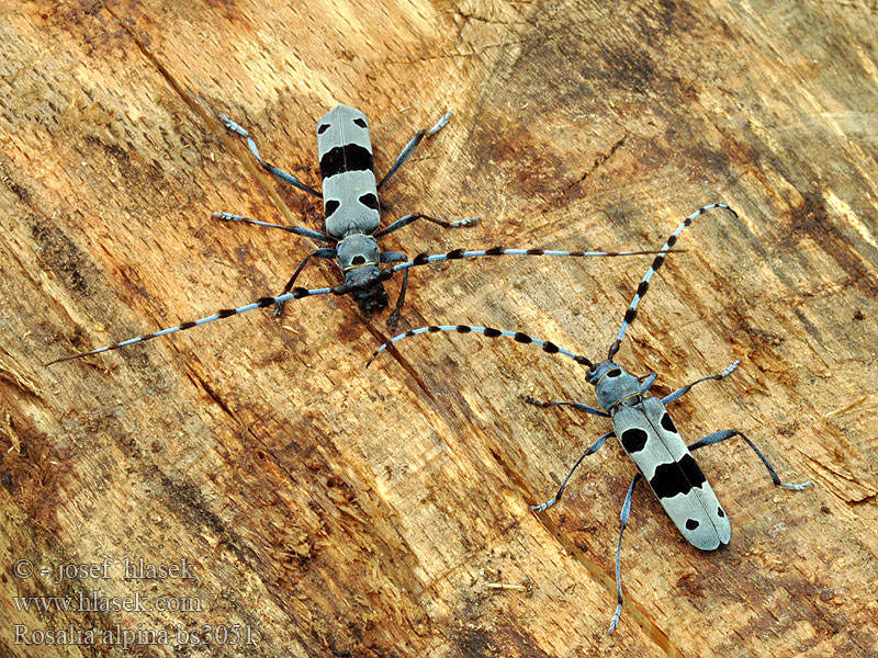 Rosalia alpina Fuzáč alpský