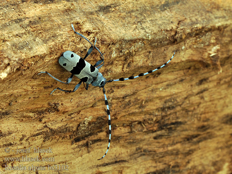 Rosalia alpina Rosalia longicorn