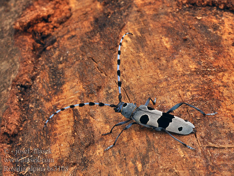 Rosalia alpina Alpebukk