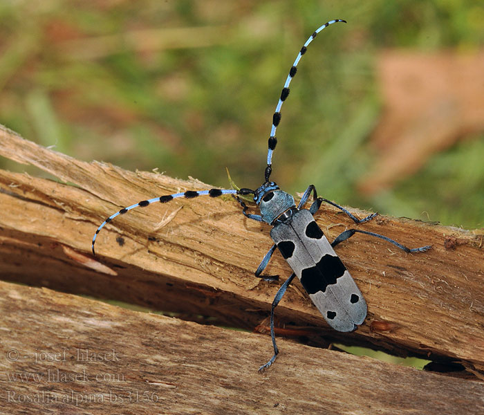 Rosalia alpina Escarabajo Rosalía