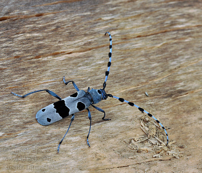 Rosalia alpina Alpinė rozalija