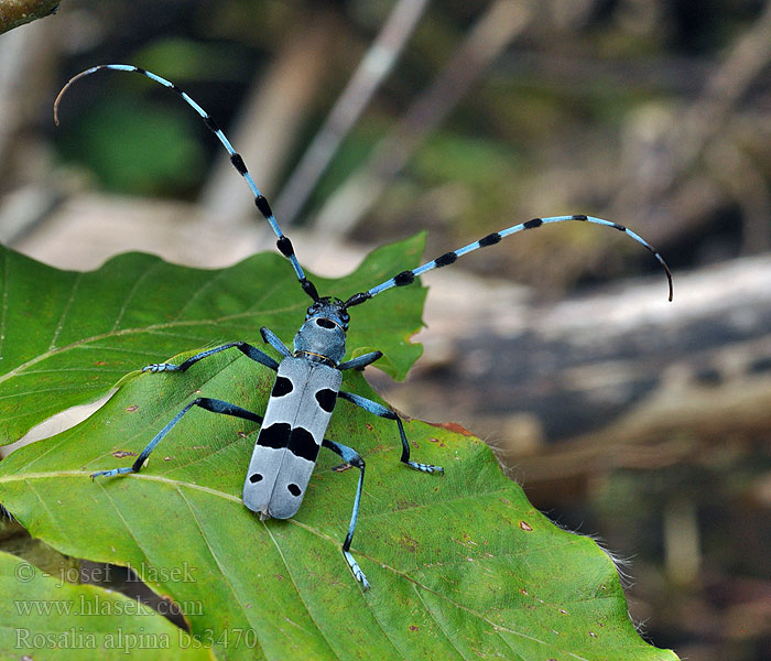 Tesařík alpský Rosalia alpina