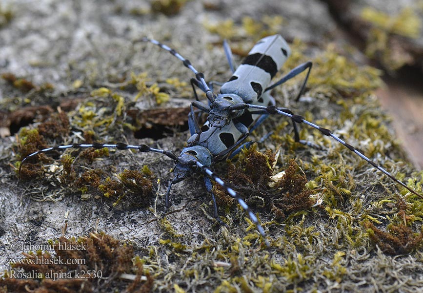 Альпийский усач Rosalia alpina