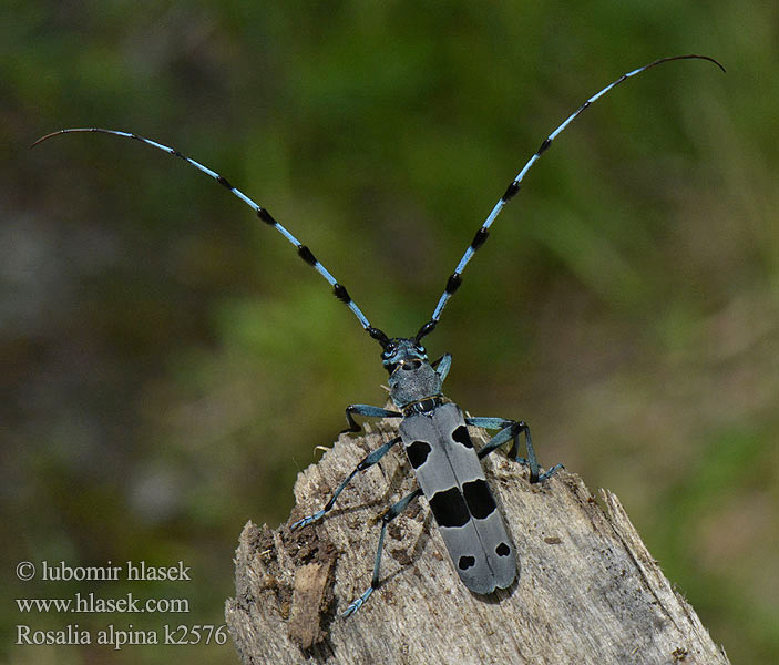 Rosalia longicorn Rosalia alpina Tesařík alpský