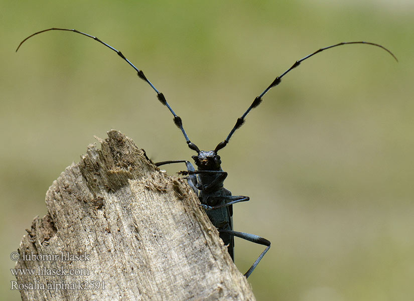 Alpebukk Rosalia alpina Tesařík alpský