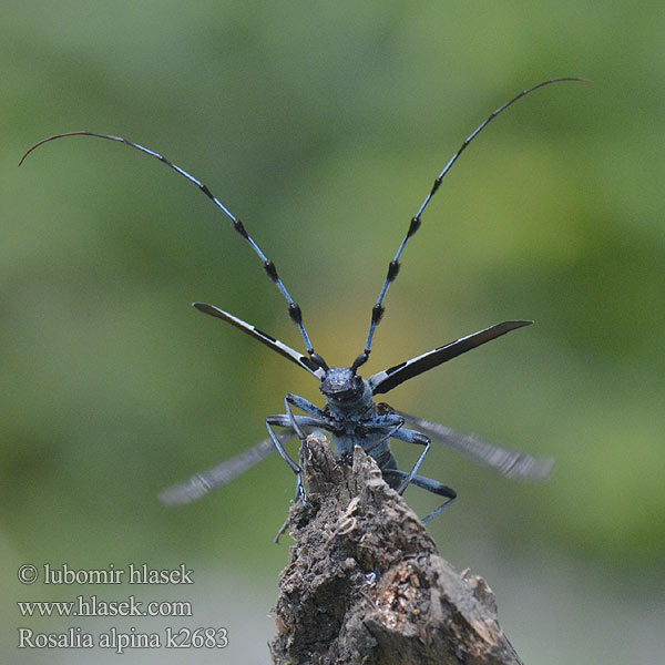 Alpinė rozalija Rosalia alpina