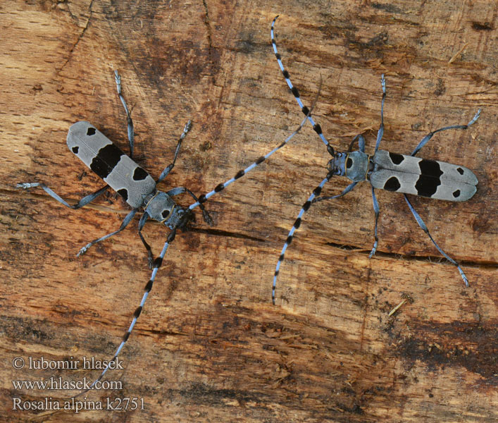 Alpa cerambiko Rosalia alpina Tesařík alpsk