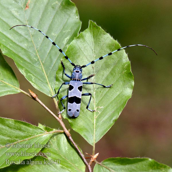 Croitorul alpin Rosalia alpina Tesařík alpský