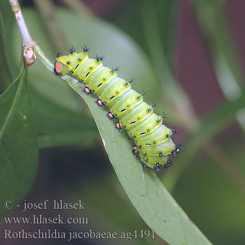 Rothschildia jacobaeae ag4491