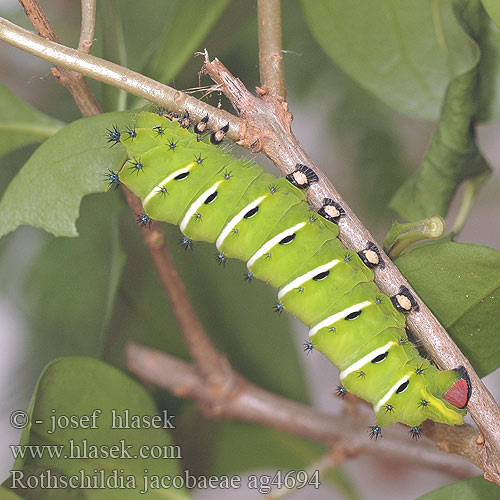 Rothschildia jacobaeae ag4694