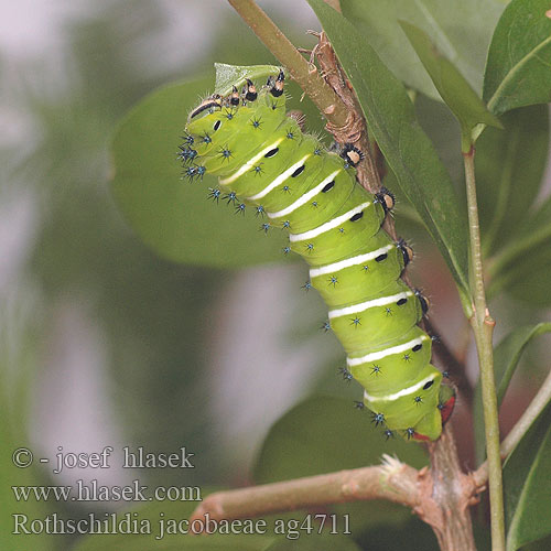 Rothschildia jacobaeae ag4711