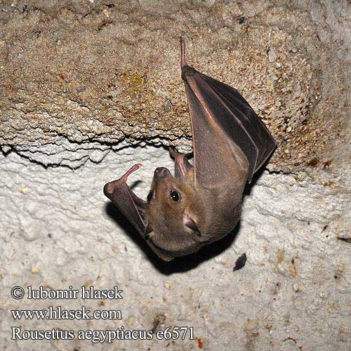 Rousettus aegyptiacus Egyptian Fruit Bat Rousette Nilflughund Murciélago egipcio fruta Vampiro Roussette Égypte Kaloň egyptský עטלף פירות מצוי Egiptinis skraidantysis šuo Nílusi repülőkutya Nijlroezet Rudawka nilowa Egyptinkoirankuonolepakko Halsbandsflyghund Afrika meyve yarasası Egiptiese vrugtevlermuis Αιγυπτιακή Φρουτονυχτερίδα Нильский крылан Египетская летучая собака Liliacul egiptean frugivor エジプトルーセットオオコウモリ Rossetto egiziano Pipistrelloa frutta