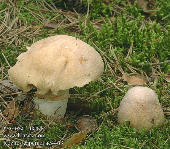 Rozites caperata Cortinarius Sluka svraskalá Reifpilz Meelkop