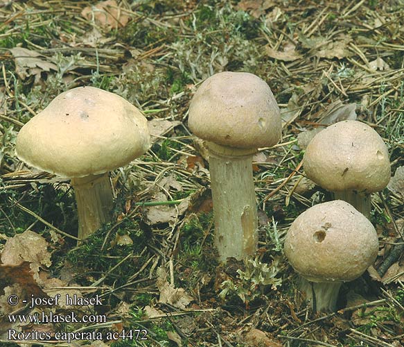 Rozites caperata Cortinarius Płachetka zwyczajna kołpakowata