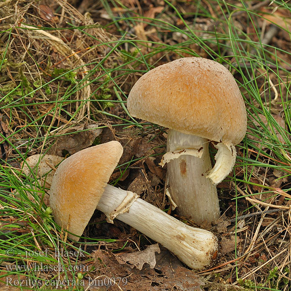 Rozites caperata Cortinarius Колпак кольчатый