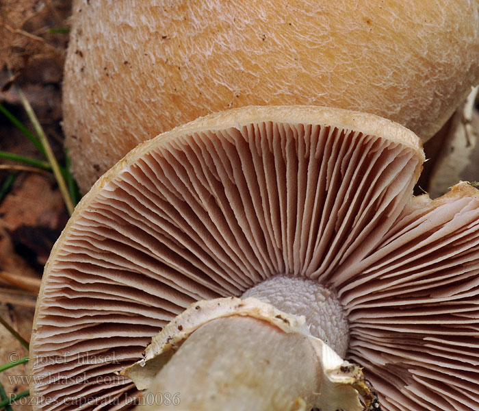 Rozites caperata Cortinarius Sluka svraskalá