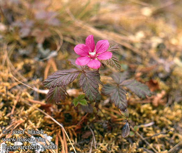 Rubus arcticus