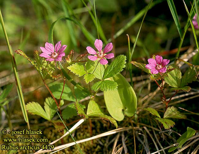 Rubus arcticus