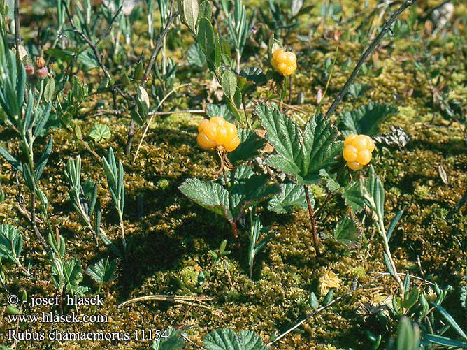 Rubus chamaemorus Moltebeere Multebær Cloudberry Lakka Plaquebière