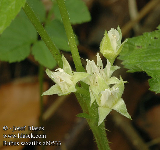 Rubus saxatilis Lillukka Rubus saxatilis Paprastoji katuogė